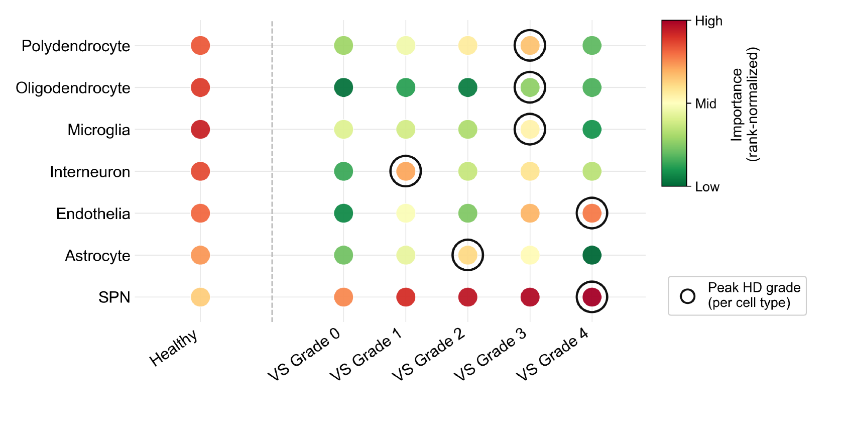 Cell-type importance by VS grade — SPN and non-neuronal patterns