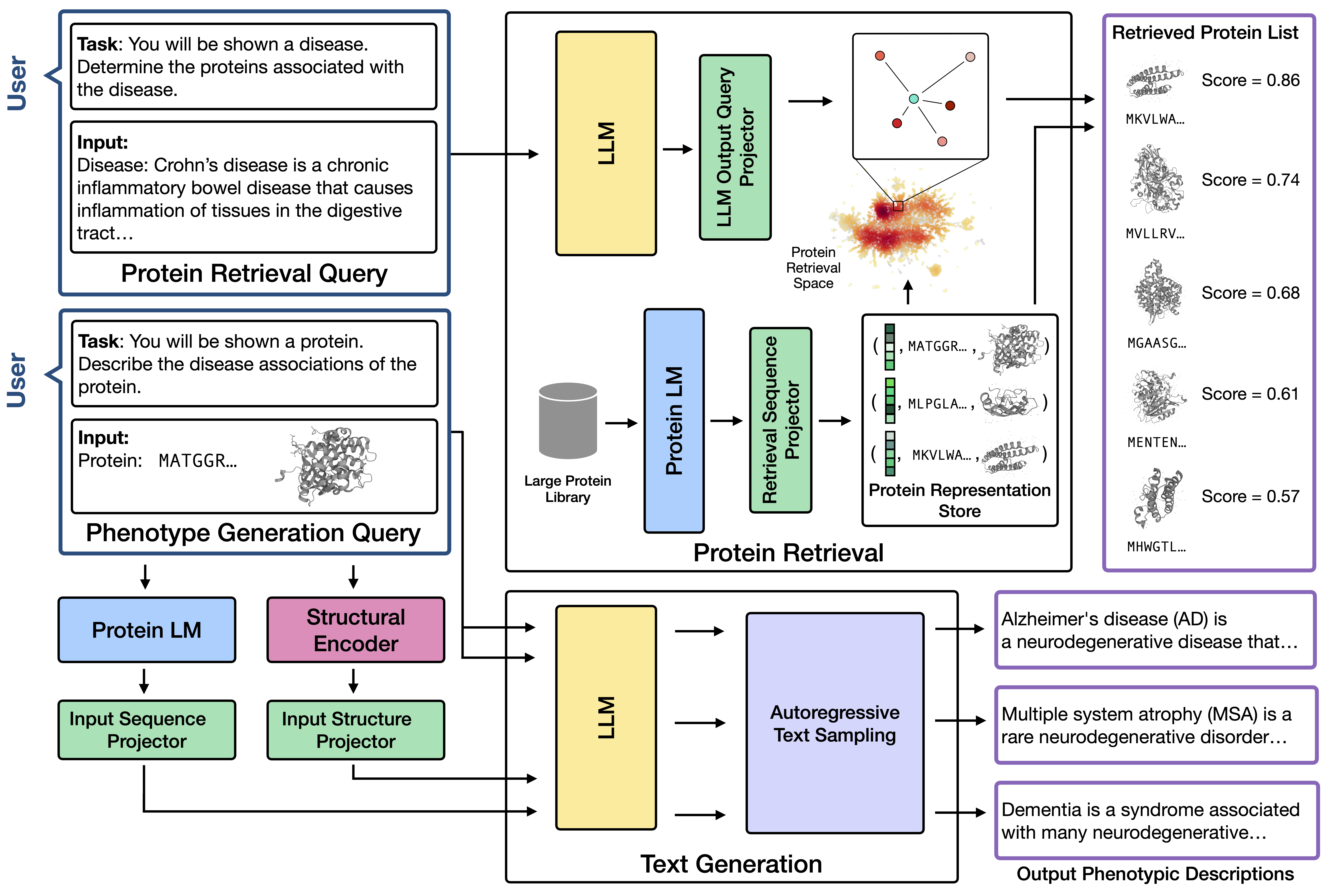 ProCyon model architecture