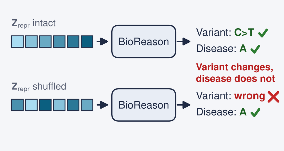 Diagram: Training to state the variant makes that step depend on the DNA, not the answer