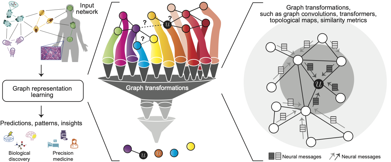 graph representation learning for single cell biology